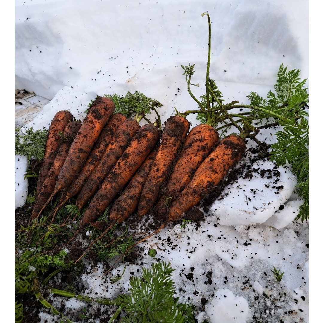 ☆雪下人参☆ 食品/飲料/酒の食品(野菜)の商品写真