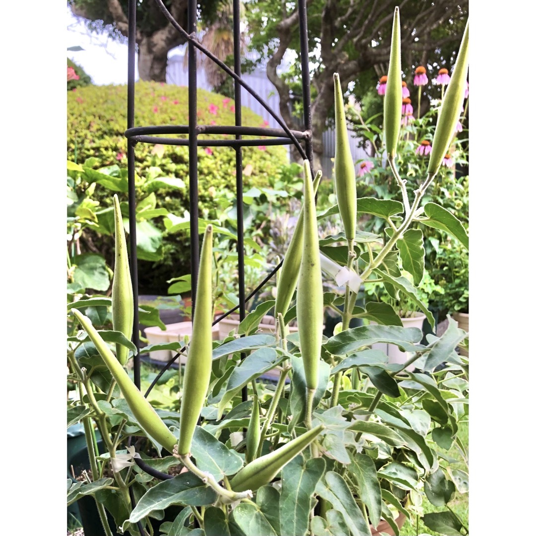 ブルースターオキシペタラムの種 ☺︎ 60粒 ハンドメイドのフラワー/ガーデン(その他)の商品写真