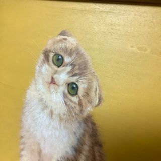 見上げる茶色の猫　絵(猫)