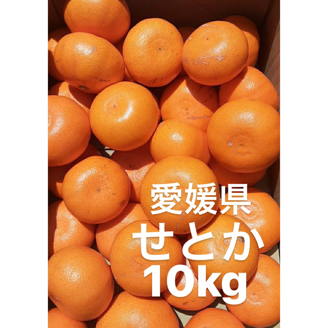 愛媛県産　せとか　柑橘　　10kg 食品/飲料/酒の食品(フルーツ)の商品写真