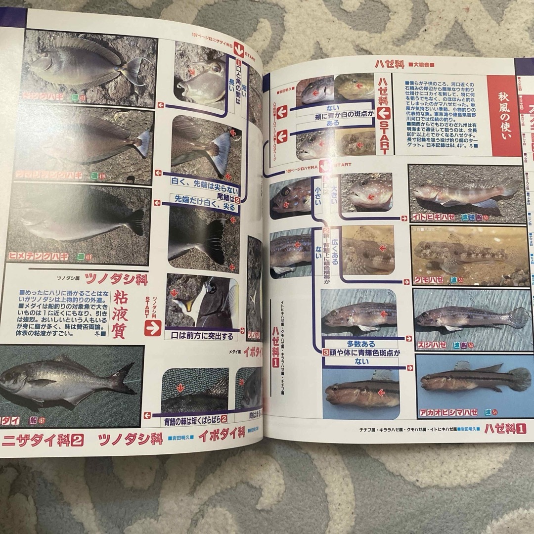 「釣魚検索」 小西 英人 / 中坊 徹次 エンタメ/ホビーの本(趣味/スポーツ/実用)の商品写真