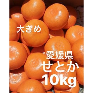 愛媛県産　せとか　柑橘　　10kg(フルーツ)