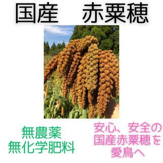 国産　栽培期間中　農薬不使用、無化学肥料で栽培した粟穂 (鳥)