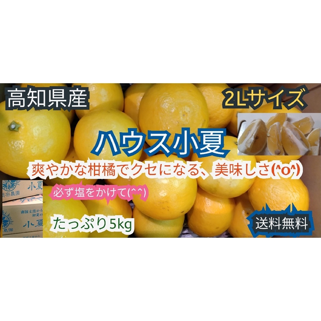 高知県産　ハウス小夏　2Lサイズ　5kg 　送料無料　お買い得(^^) 食品/飲料/酒の食品(フルーツ)の商品写真