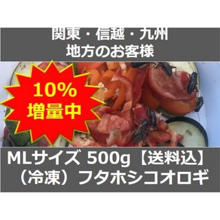 【関東・信越・九州の方】　ＭLサイズ550ｇ冷凍コオロギ（フタホシコオロギ）(爬虫類/両生類用品)