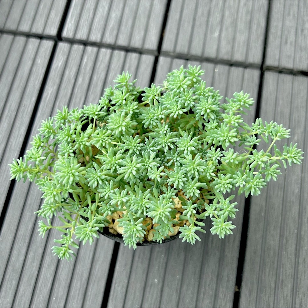 多肉植物　カット苗　寄せ植え　名前一覧付き ハンドメイドのフラワー/ガーデン(その他)の商品写真