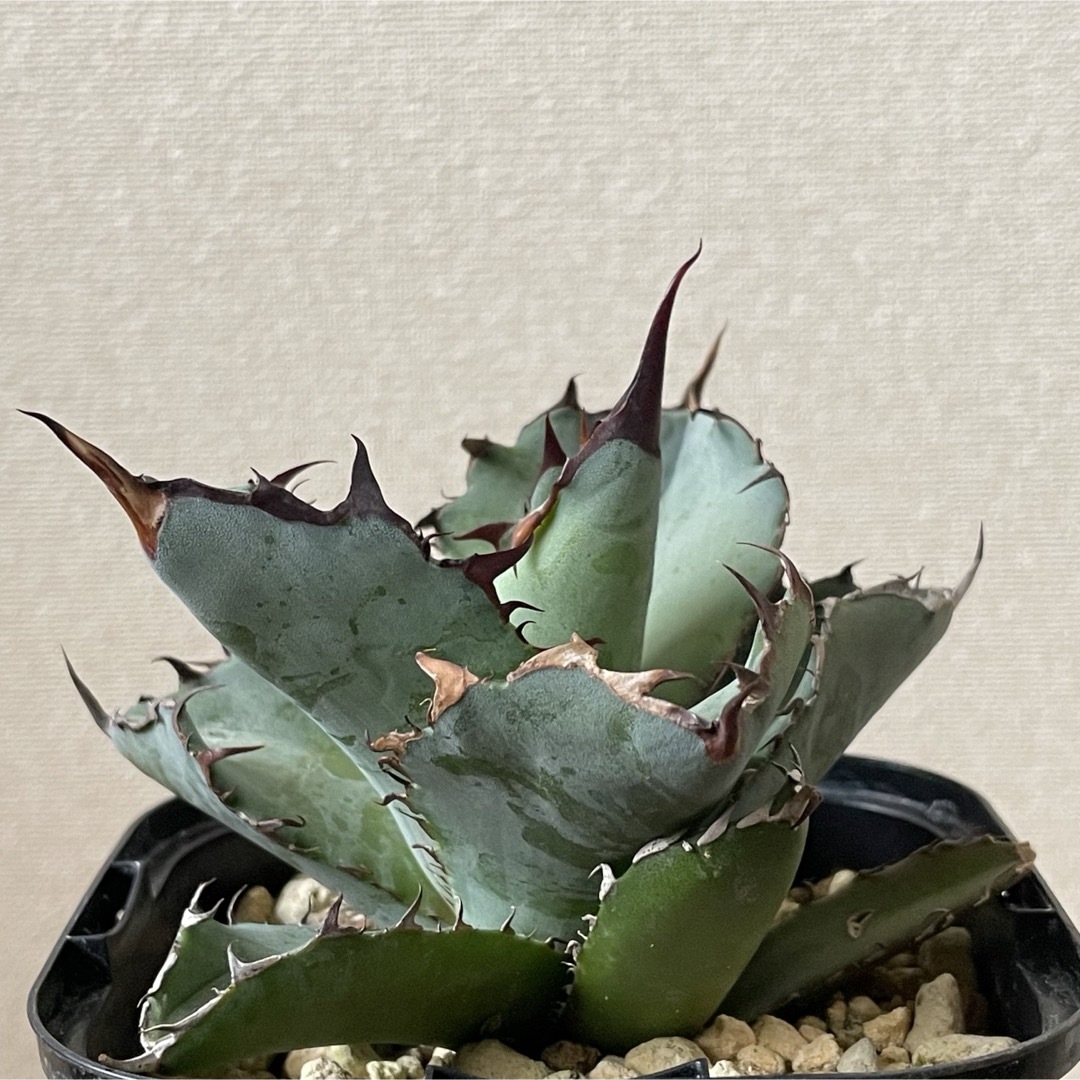 Agave titanota ‘Black & Blue’  ハンドメイドのフラワー/ガーデン(その他)の商品写真