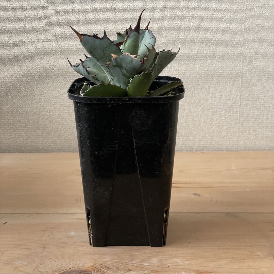 Agave titanota ‘Black & Blue’  ハンドメイドのフラワー/ガーデン(その他)の商品写真