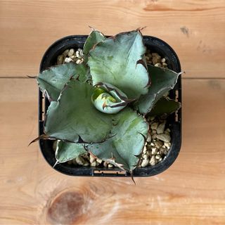 Agave titanota ‘Black & Blue’ (その他)