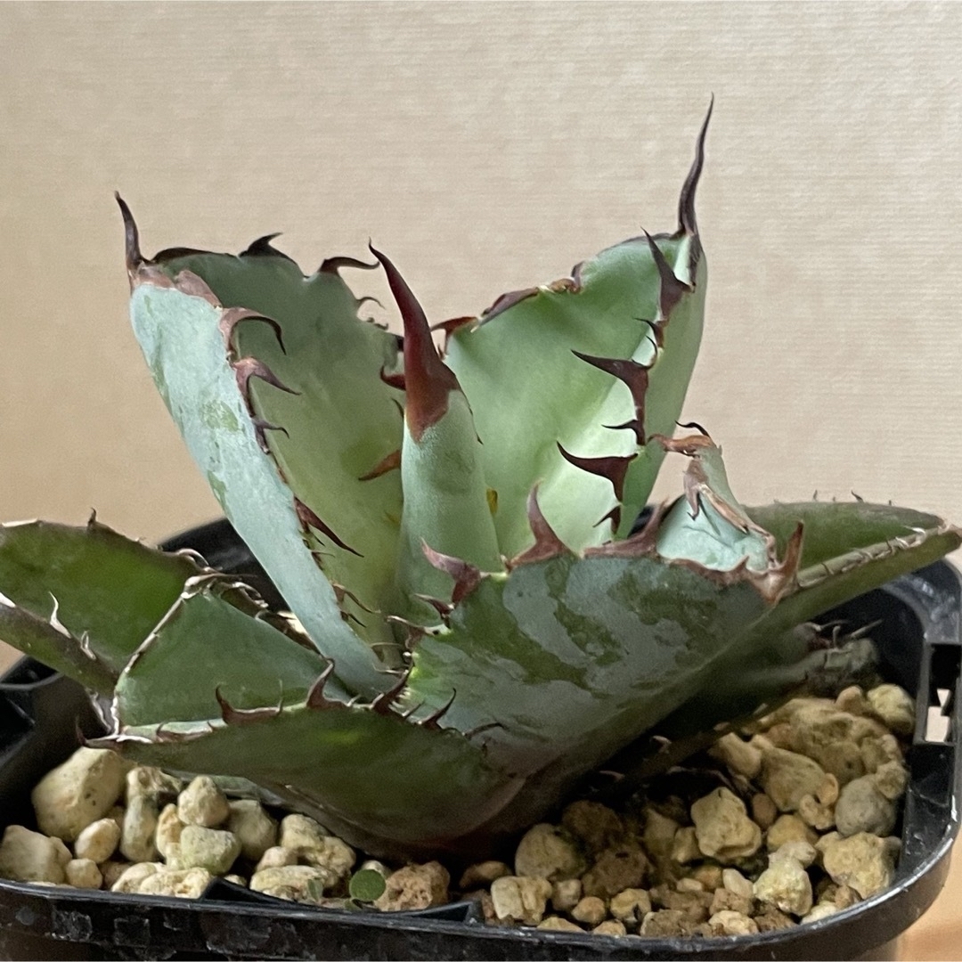 Agave titanota ‘Black & Blue’  ハンドメイドのフラワー/ガーデン(その他)の商品写真