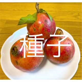 柘榴(ざくろ)の種25粒(品種不明)(プランター)