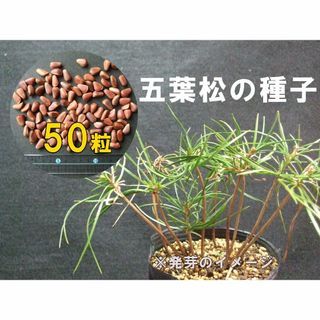 五葉松 種 種子 50粒 盆栽 山野草(その他)