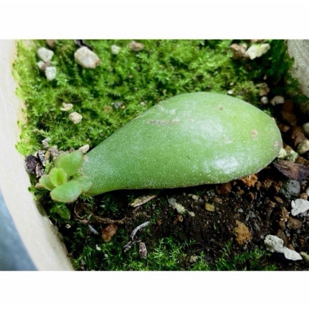 🌱苗のオマケ同梱🌱《大》 毎年花咲く親木の🌱　根付き苗　挿し木用の苗　金のなる木 ハンドメイドのフラワー/ガーデン(プランター)の商品写真