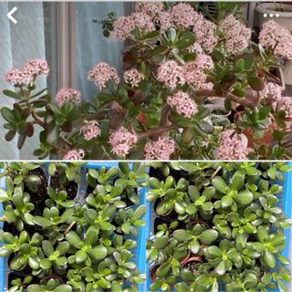 🌱《大》 🌸毎年花咲く親木の🌱　根付き苗　挿し木用　🌱苗のオマケ　金のなる木(プランター)