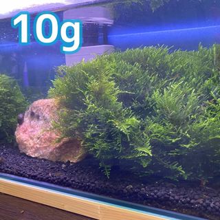 南米ウィローモス 10g 水草 完全無農薬(アクアリウム)