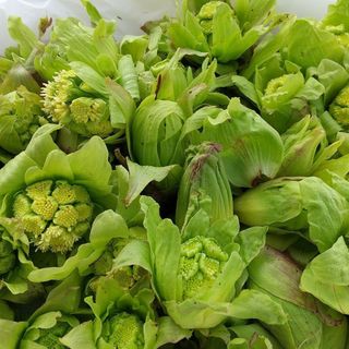 群馬県産 朝採り 新鮮 ハウス栽培 きゅうり1.2㎏送料込 日付指定不可の
