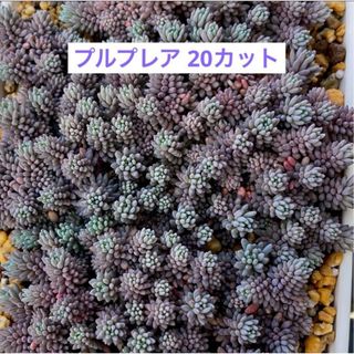 多肉植物　プルプレア　カット苗　20カット(その他)