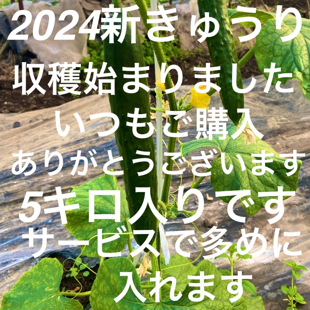 朝採り新鮮きゅうり！5キロ入りですC品からB品にグレードアップいたします。 食品/飲料/酒の食品(野菜)の商品写真