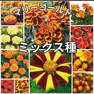 《夏の花壇に❁⃘*.゜》花の種 《ミックス種》マリーゴールド 種(その他)