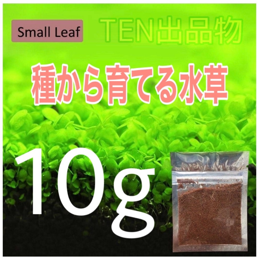 種から育てる水草　水草の種【小さい葉】10g その他のペット用品(アクアリウム)の商品写真