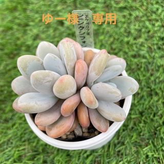 多肉植物　ピンクシフォン　抜き苗(その他)