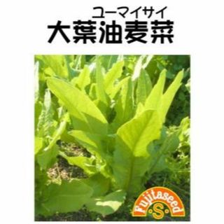 ＜野菜の種＞ユーマイサイ　大葉油麦菜　2ｍｌ　約690粒　中国レタス(プランター)