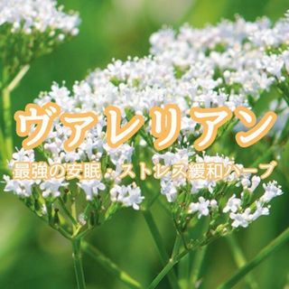 【ハーブの種】ヴァレリアン☆セイヨウカノコソウ 花の種子 約30粒！(プランター)