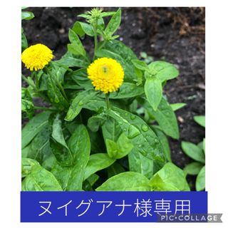 小町草        黄色         5苗(プランター)