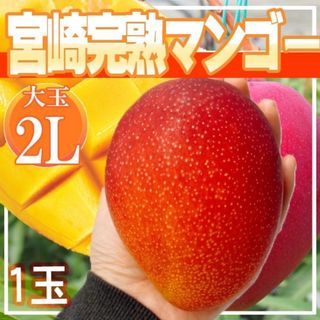 宮崎県産　宮崎完熟マンゴー1玉入り　2L(フルーツ)