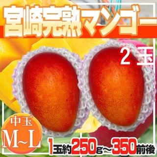 宮崎完熟マンゴー　M-Lサイズ　2玉　1玉約250g〜(フルーツ)