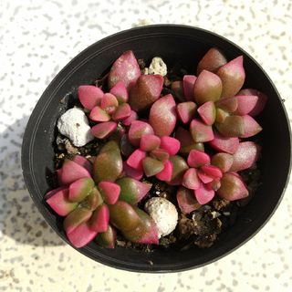 多肉植物　桜吹雪①　抜き苗(その他)