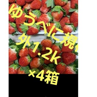 ニャンコ先生様専用❤️ゆうべに規格外❤1.2k×4箱クール便送料10000円