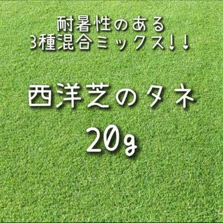 【西洋芝のタネ】20g 種子 種 しば シバ 芝生 庭(その他)