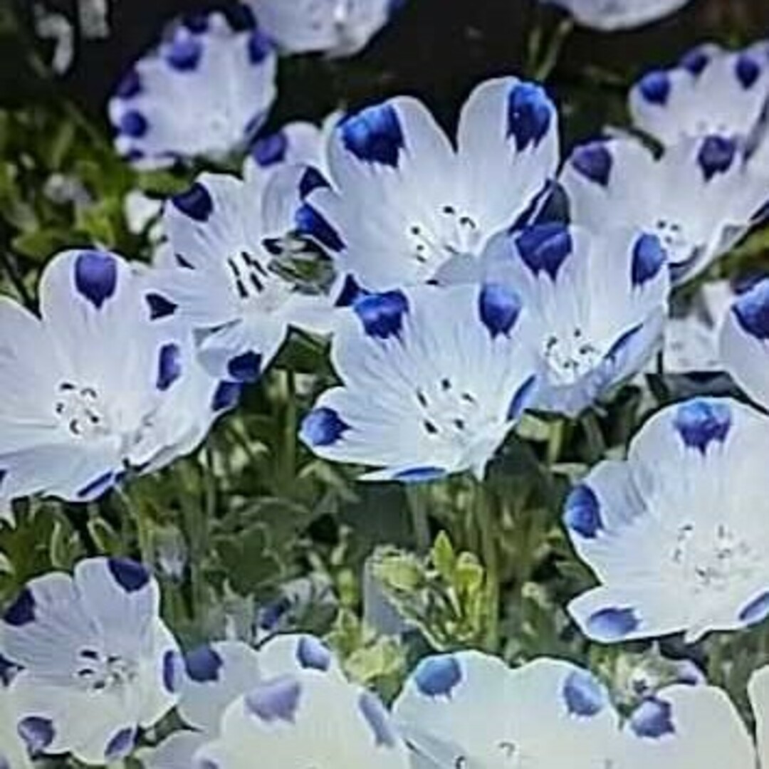 花の種　ネモフィラ２種類 ハンドメイドのフラワー/ガーデン(その他)の商品写真