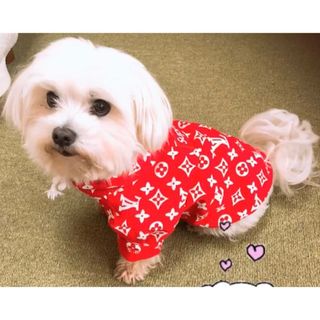 犬の服　1回室内で着用(犬)