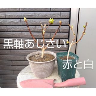 黒軸　紫陽花　２種類(その他)