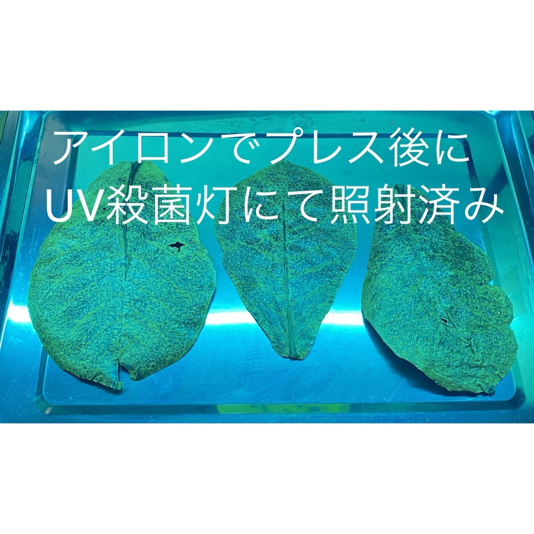 沖縄県やんばる産 マジックリーフ 120g 43〜50枚入 UV殺菌灯照射済み③ その他のペット用品(アクアリウム)の商品写真