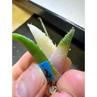 2 【レア極上株】【-赤-】【感謝5百円off】福建白鯨糊斑錦  蓮強棘　アガベ(その他)