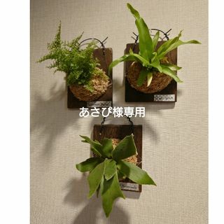 シダ植物 板付け3点セット(アスプレニウム、ネフロレピス、ビカクシダ)(その他)