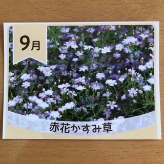 赤花かすみ草 花の種 栽培方法記載有 ガーデニング プランター 種子 たね タネ(その他)