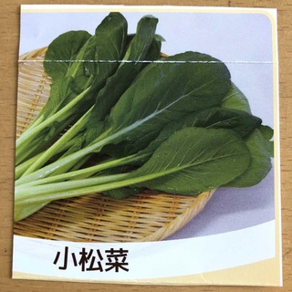 小松菜 野菜の種 栽培方法記載有 葉菜 鉢植 プランター 種子 たね タネ(その他)