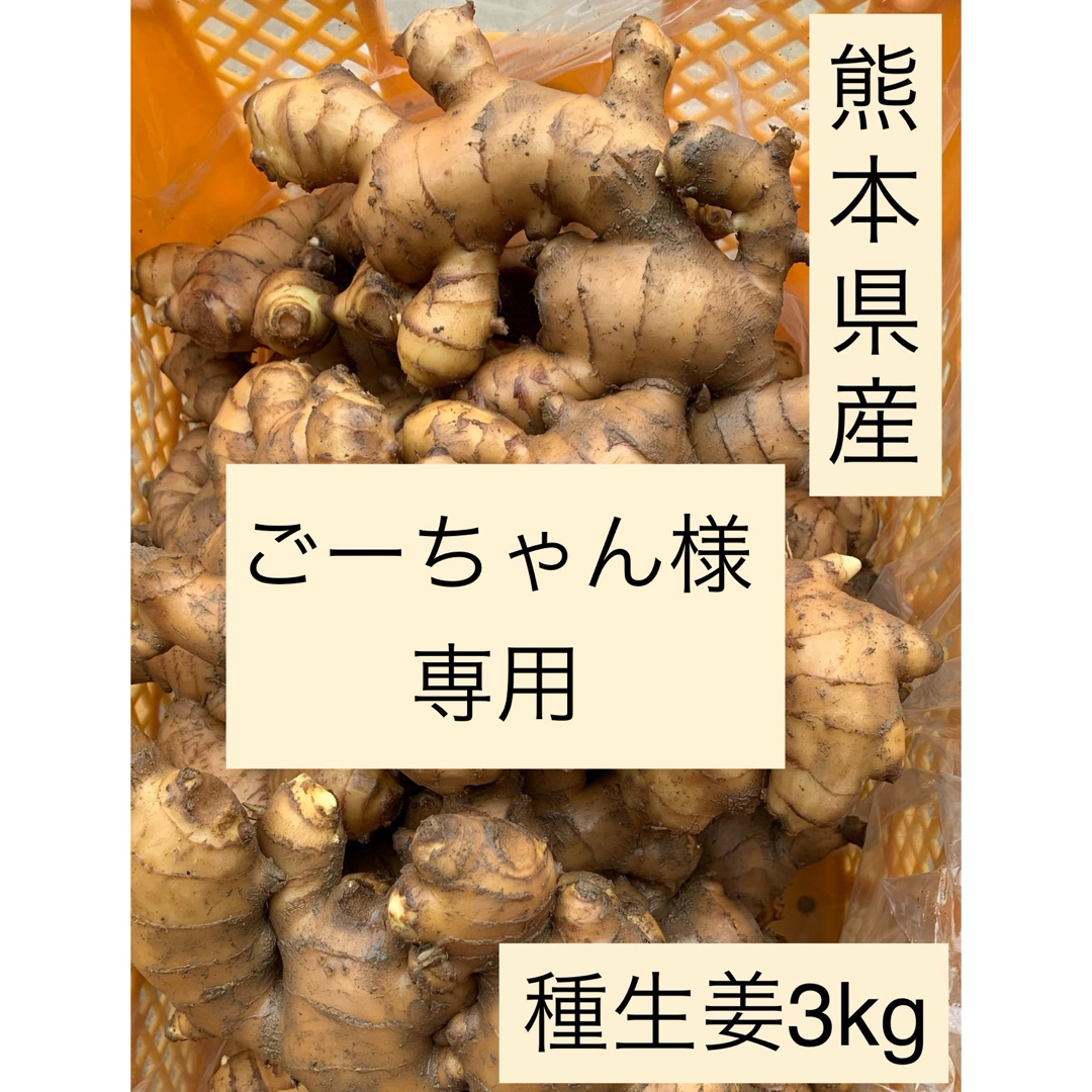 熊本県産　種生姜　3kg 食品/飲料/酒の食品(野菜)の商品写真