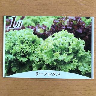 リーフレタス 野菜の種 栽培方法記載有 葉菜 鉢植 プランター 種子 たね タネ(その他)