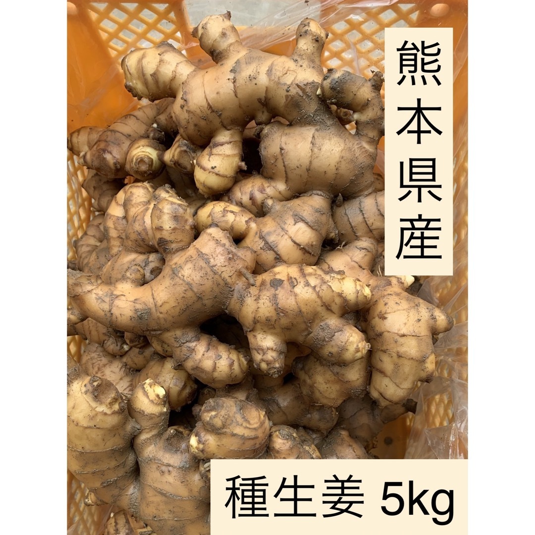 熊本県産　種生姜　5kg 食品/飲料/酒の食品(野菜)の商品写真