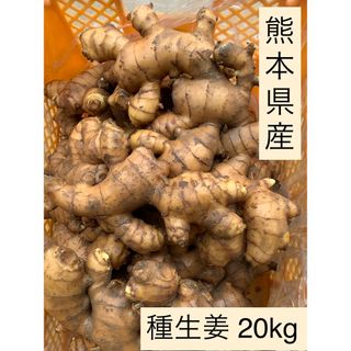 熊本県産　種生姜　20kg(野菜)