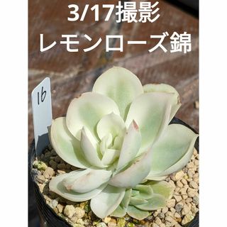 16♥レモンローズ錦♥　子株付き　根あり　多肉植物(プランター)