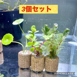 置くだけ簡単レイアウト　ライフマルチ付き水草セット　水質浄化に(アクアリウム)