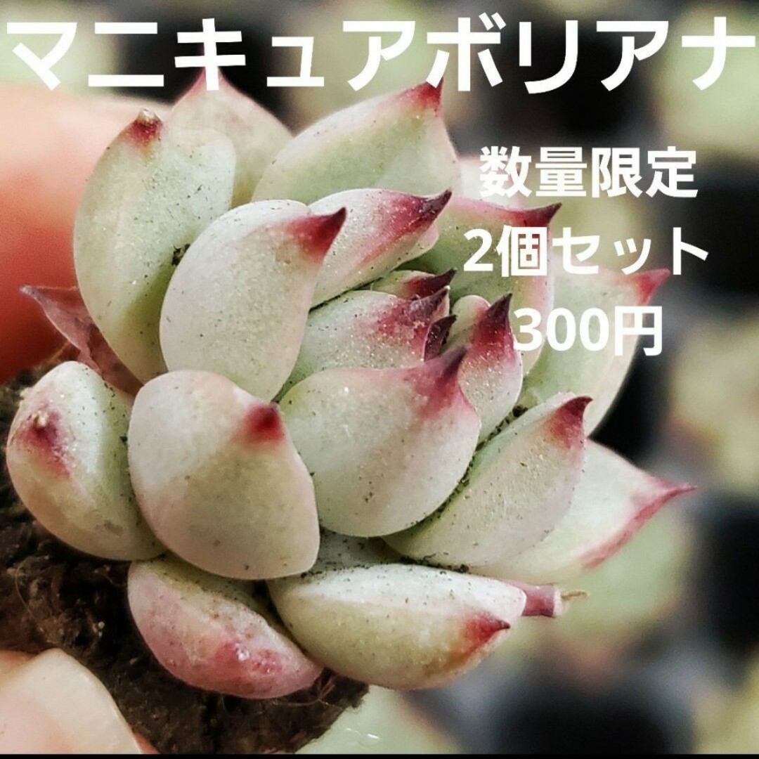 数量限定♡マニキュアボリアナ♡2個セット 根付き 多肉植物 ハンドメイドのフラワー/ガーデン(その他)の商品写真