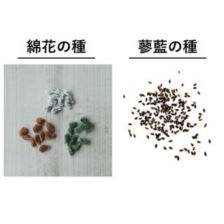 無農薬栽培　綿花の種＆蓼藍の種セット(その他)