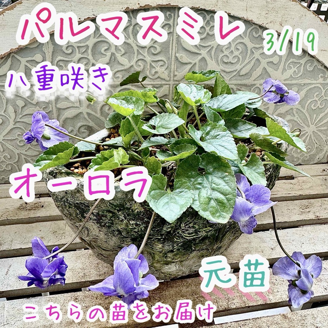 八重咲き パルマスミレ 花芽あり オーロラ 苗 ダブル咲き ニオイ 八重咲き パルマスミレ 花芽あり オーロラ 苗 ダブル咲き ニオイ